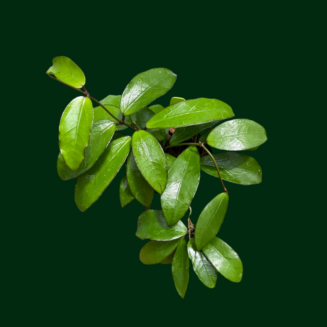 Hoya LP012 (erythrina x DS70)