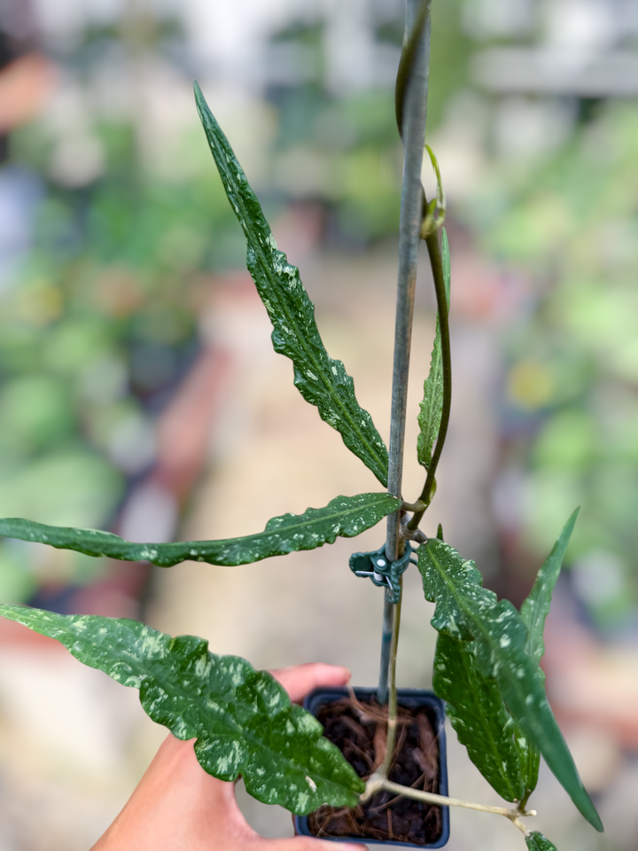 PS0851 - Hoya sp. (Blang Beke Z3)