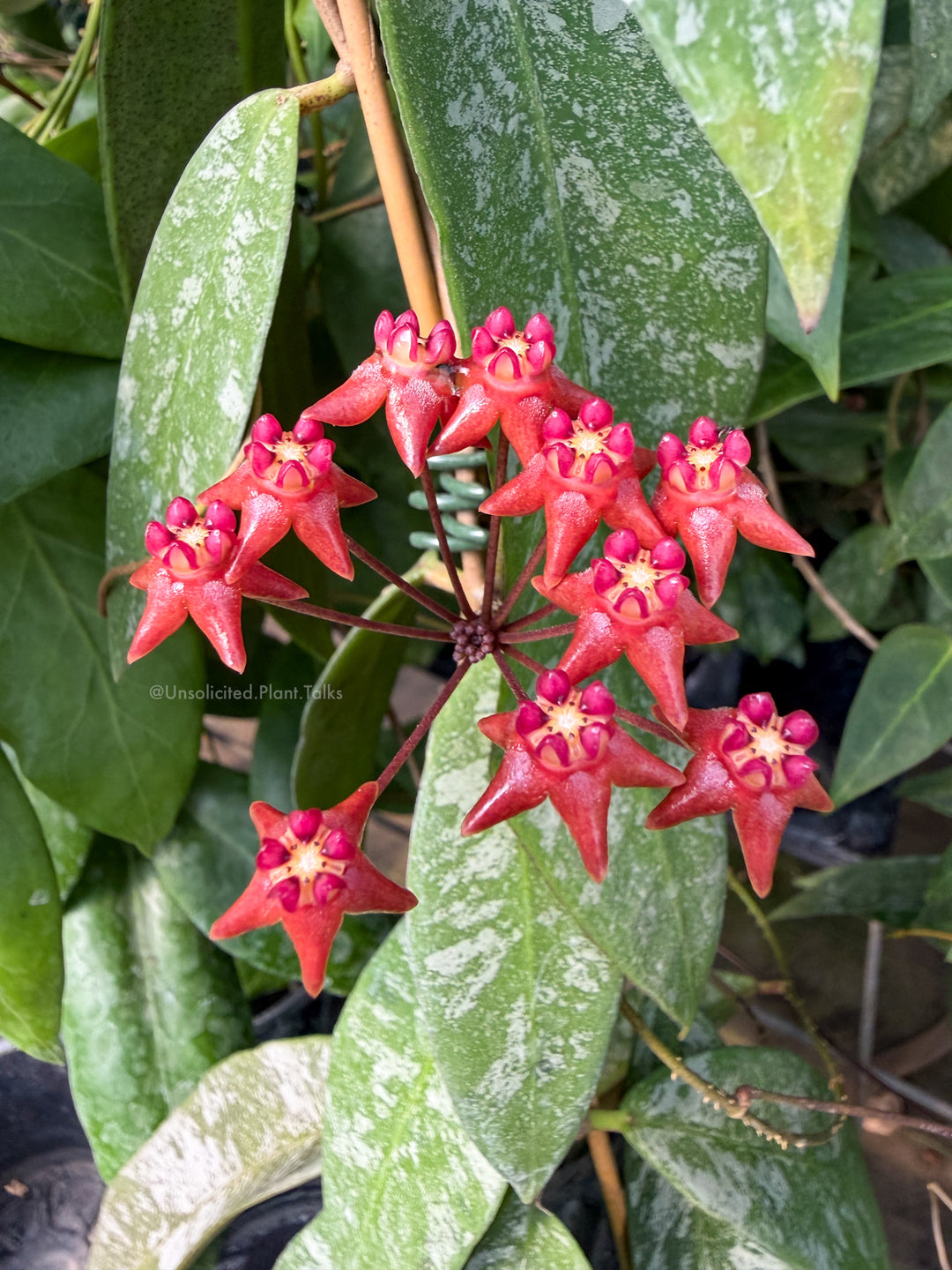 Hoya kaikoeana (red flower, splash, aka ‘Dahlia’)