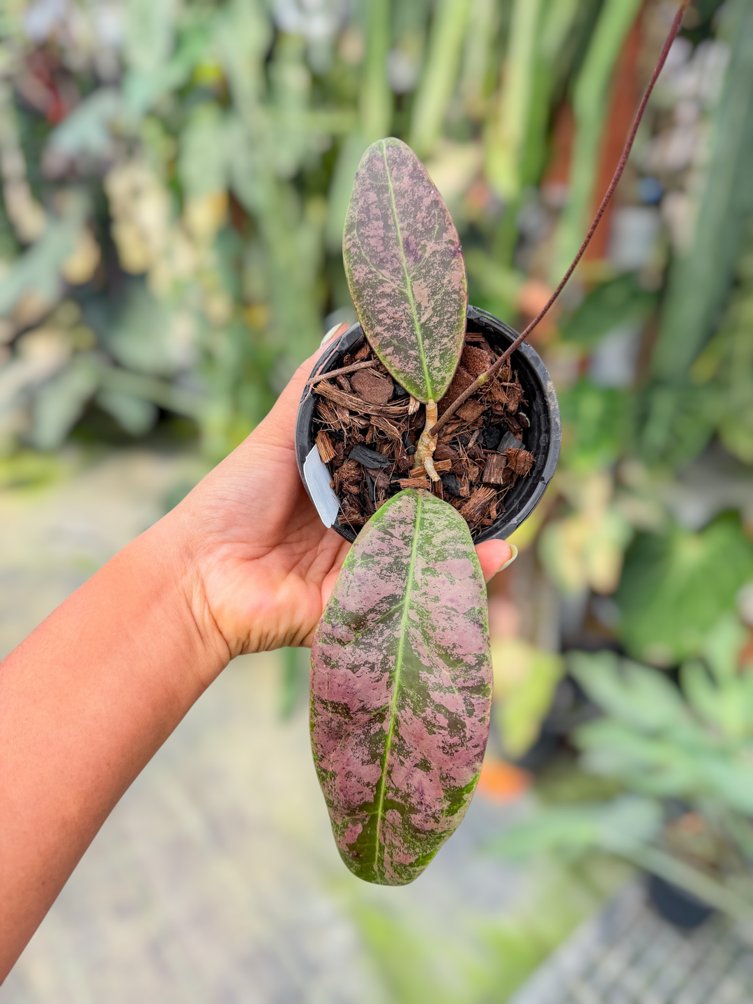 PS0714 - Hoya rintzii (Borneo, silver)