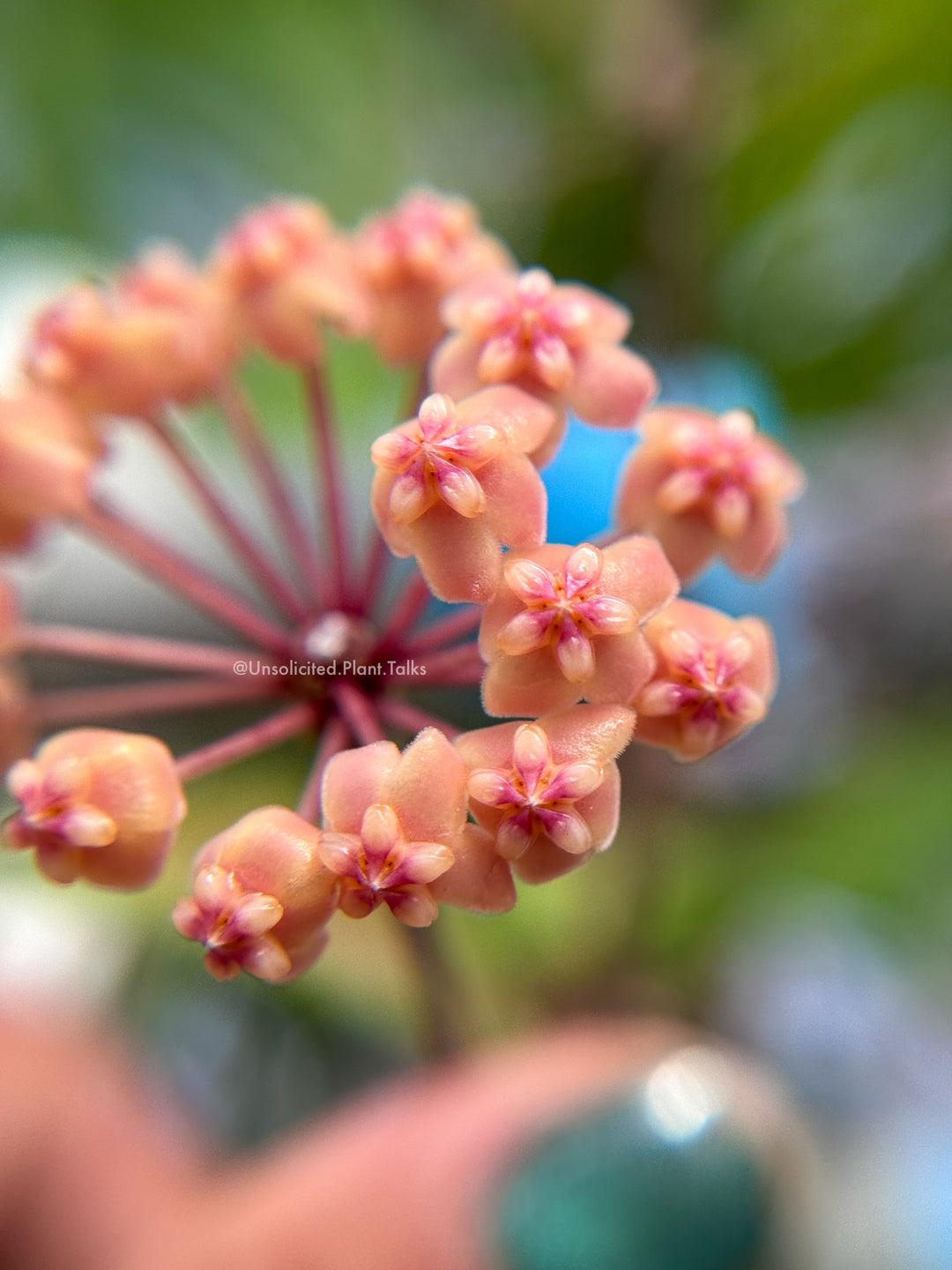 Hoya ‘Aramelon’ (UPT012)