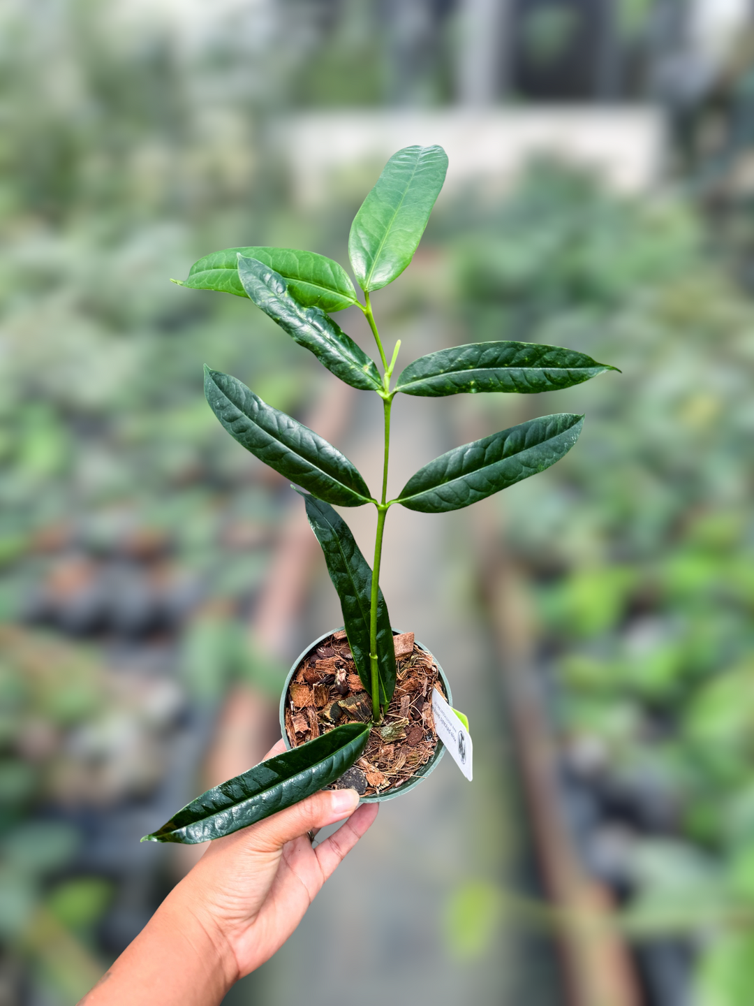 PS0966 - Hoya platycaulis (skinny leaf)