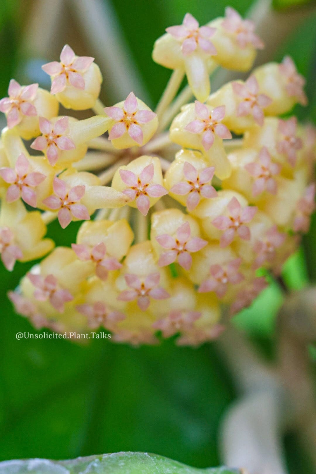 Hoya Plants for Sale | 450+ Hoya Species – Page 12 – Unsolicited 