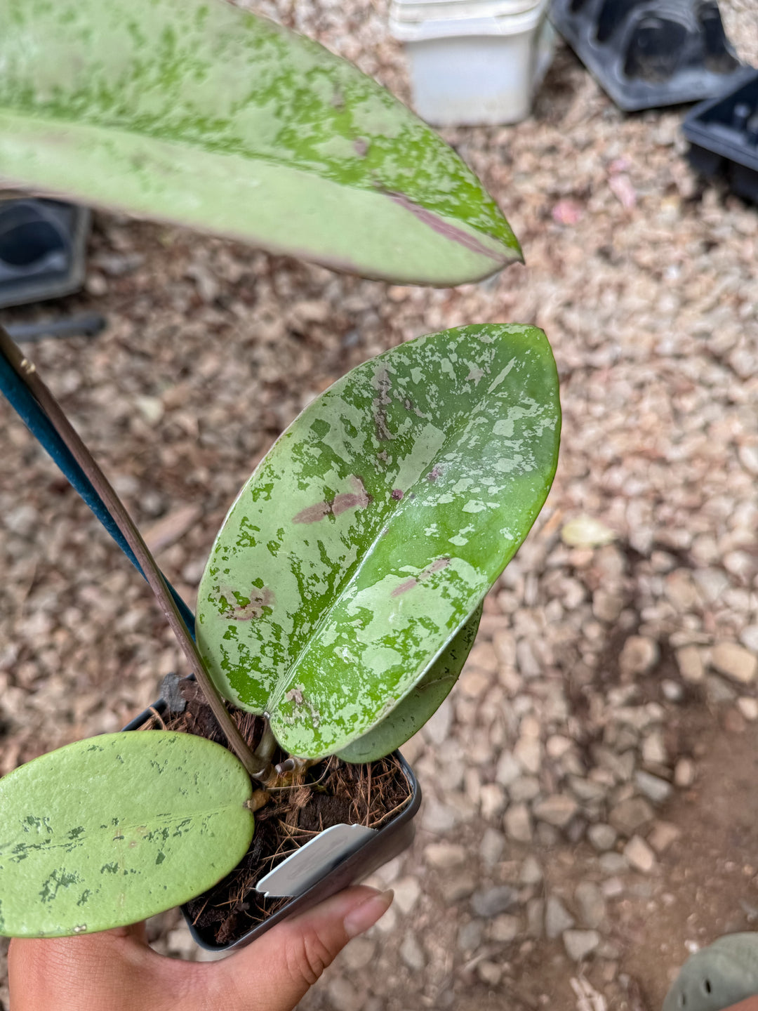 PS0263 - Hoya ‘Silver Dollar’ (imperfect)