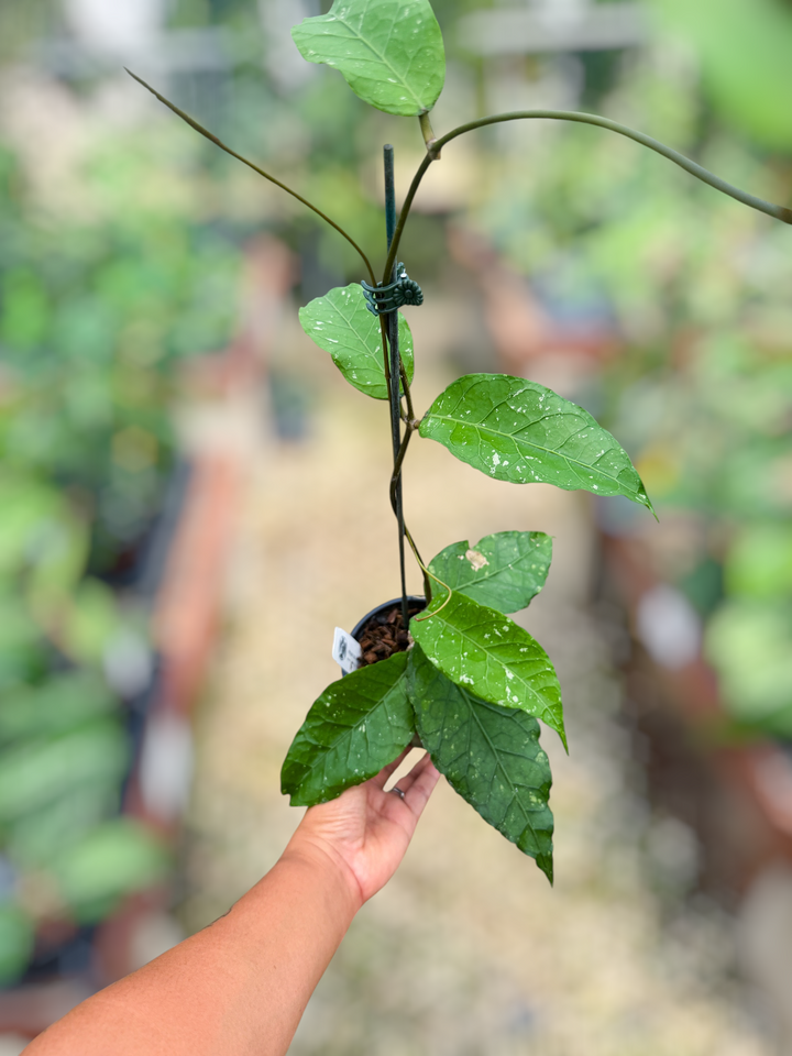 PS0844 - Hoya sp. (Aceh, no.21BT1)