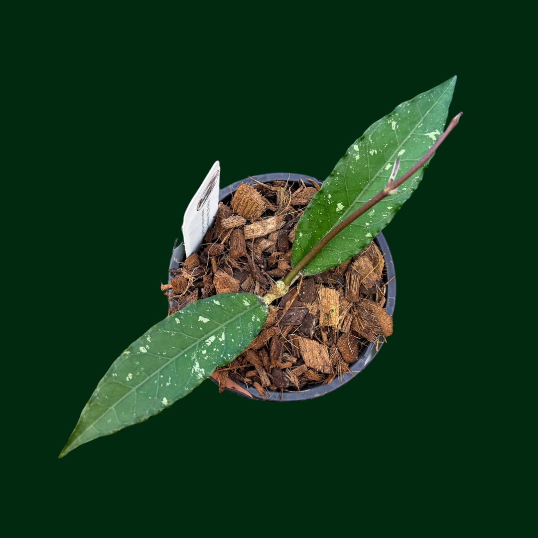Hoya sp. (Bur Jerango, Aceh)