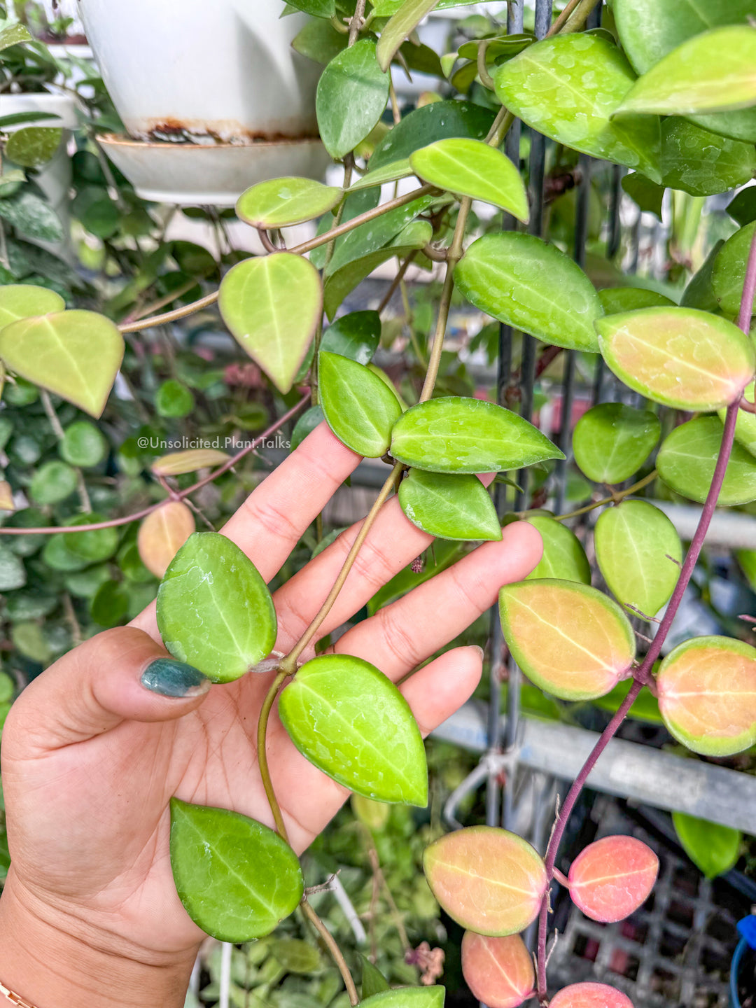 Hoya ‘Aramelon’ (UPT012)