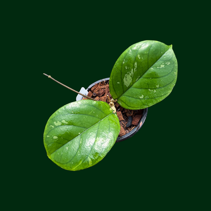 Hoya erythrina (round leaf)