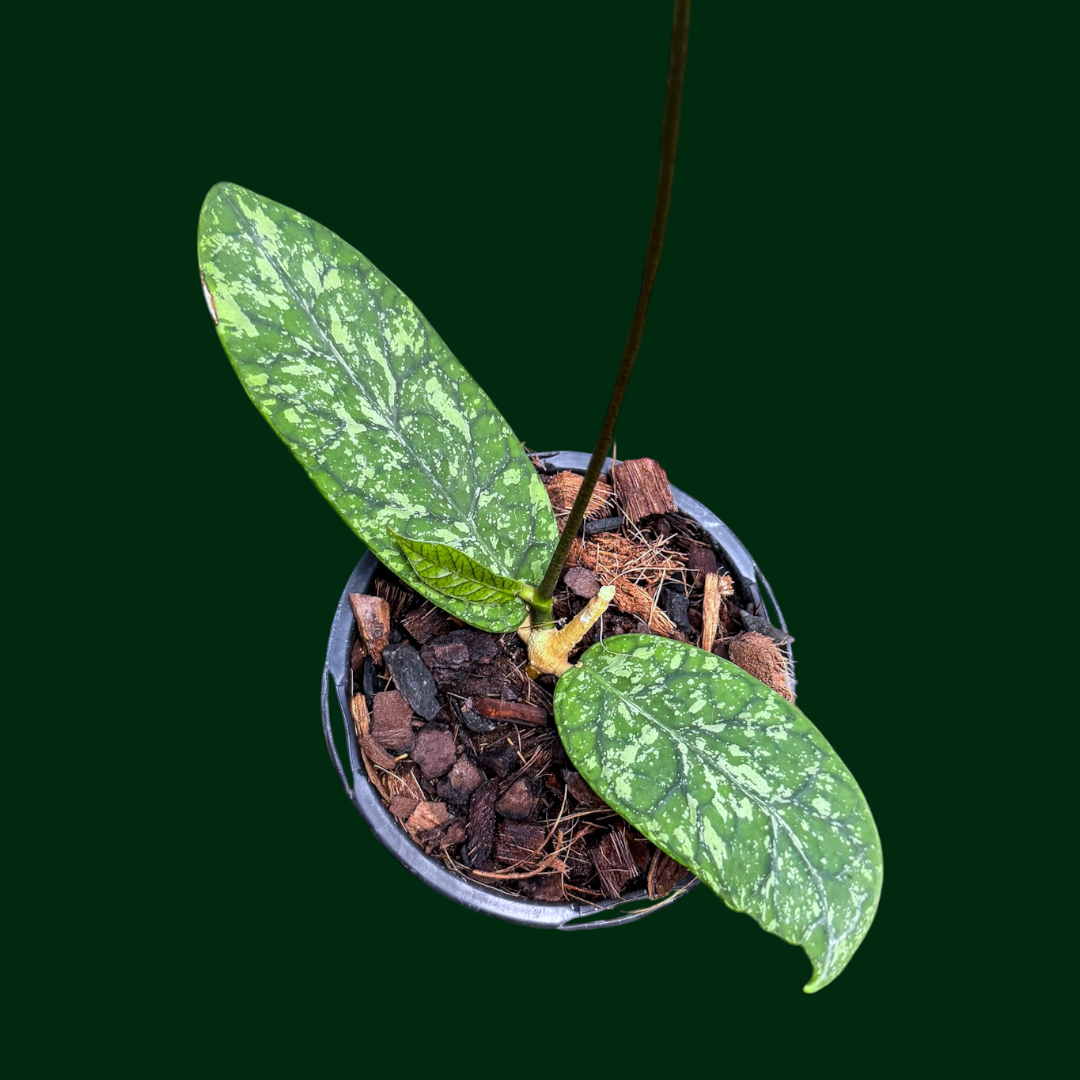 Hoya meredithii (Gunung Kapi)