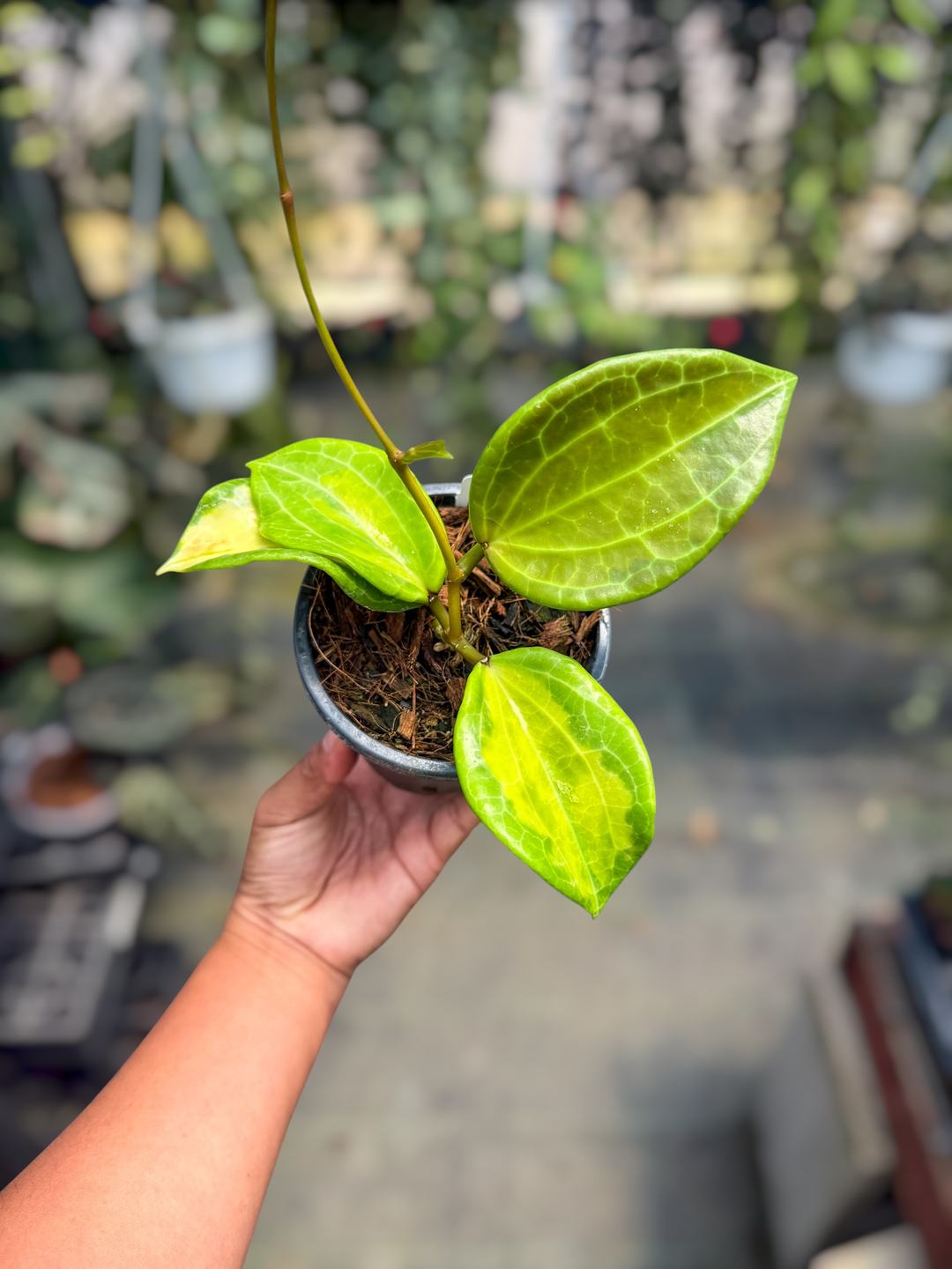 PS0476 - HOYA Merrillii (var.)