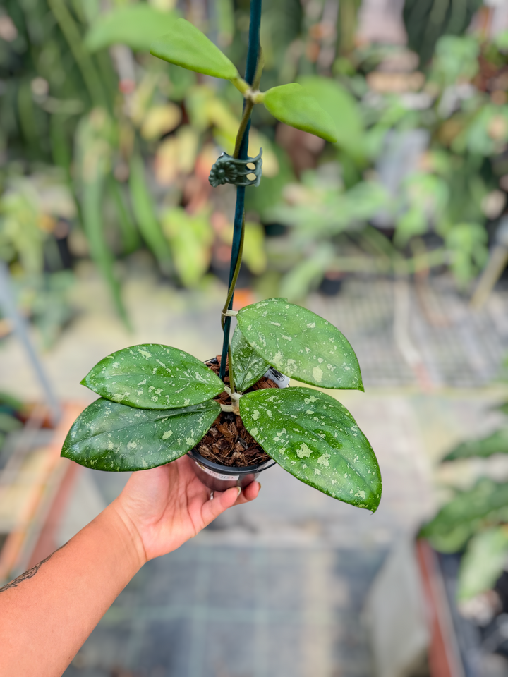PS0721 - Hoya sp. (Bengkulu, NEW)