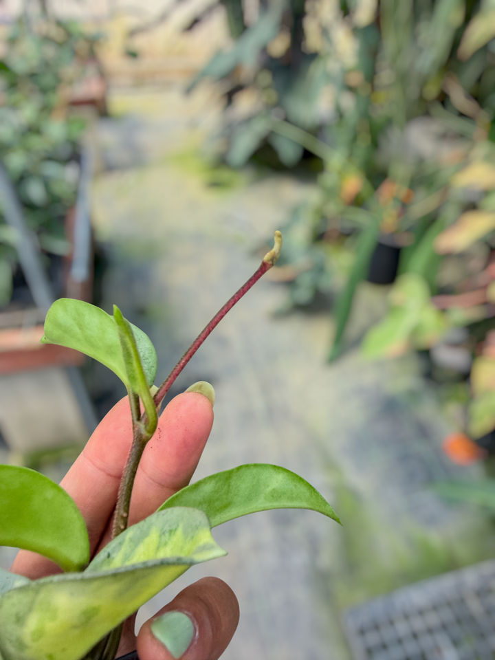 PS0711 - Hoya carnosa ‘Argentea Princess’