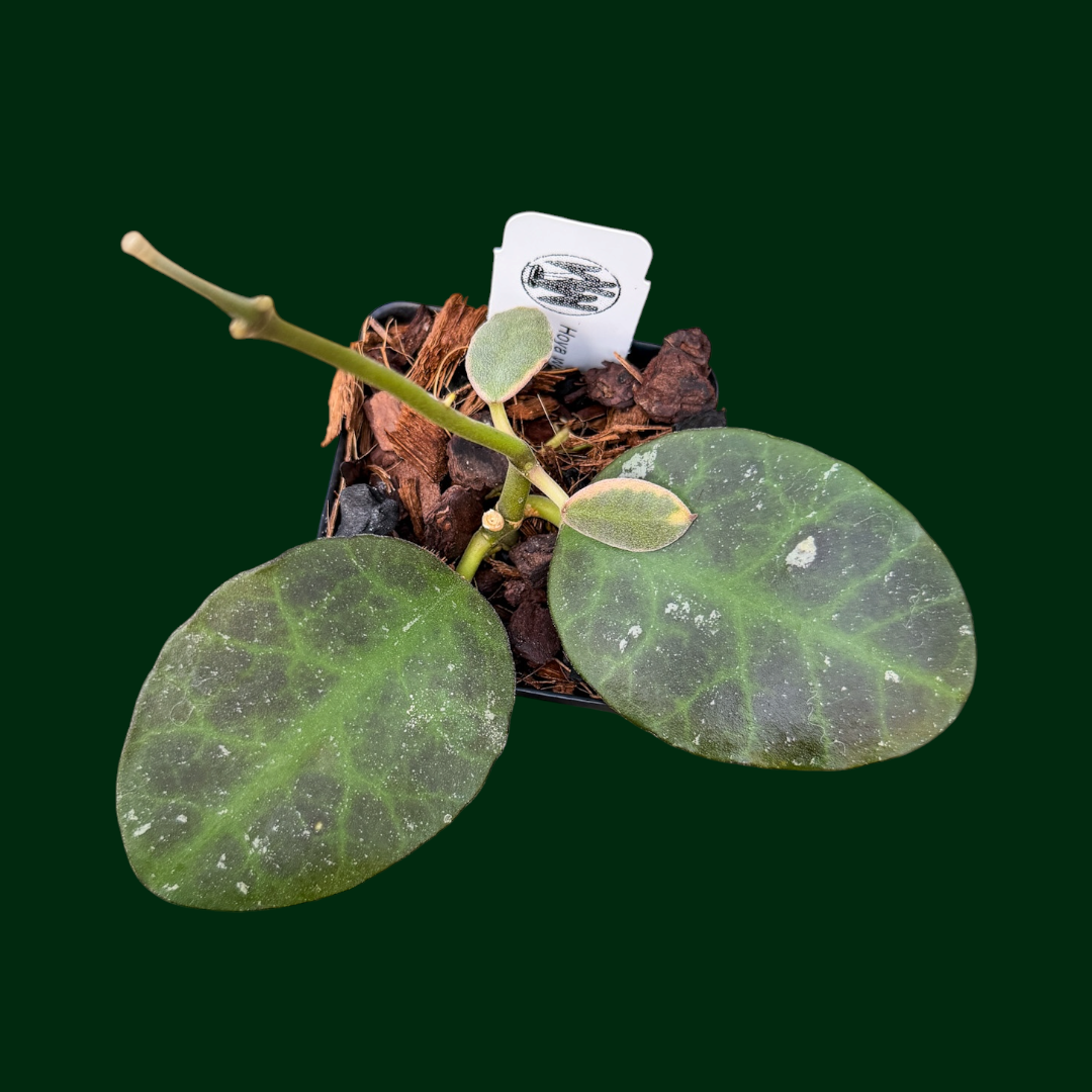 Hoya waymaniae (outer variegated)(Please Read Description)