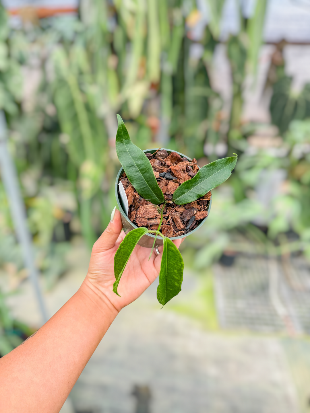 PS0724 - Hoya surisana