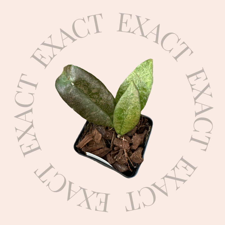 Hoya ‘Panggha’ (silver)