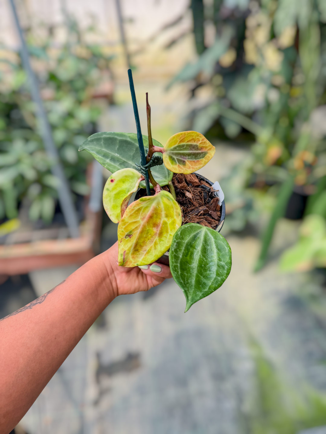 PS0708 - Hoya latifolia (variegated, UPT011)