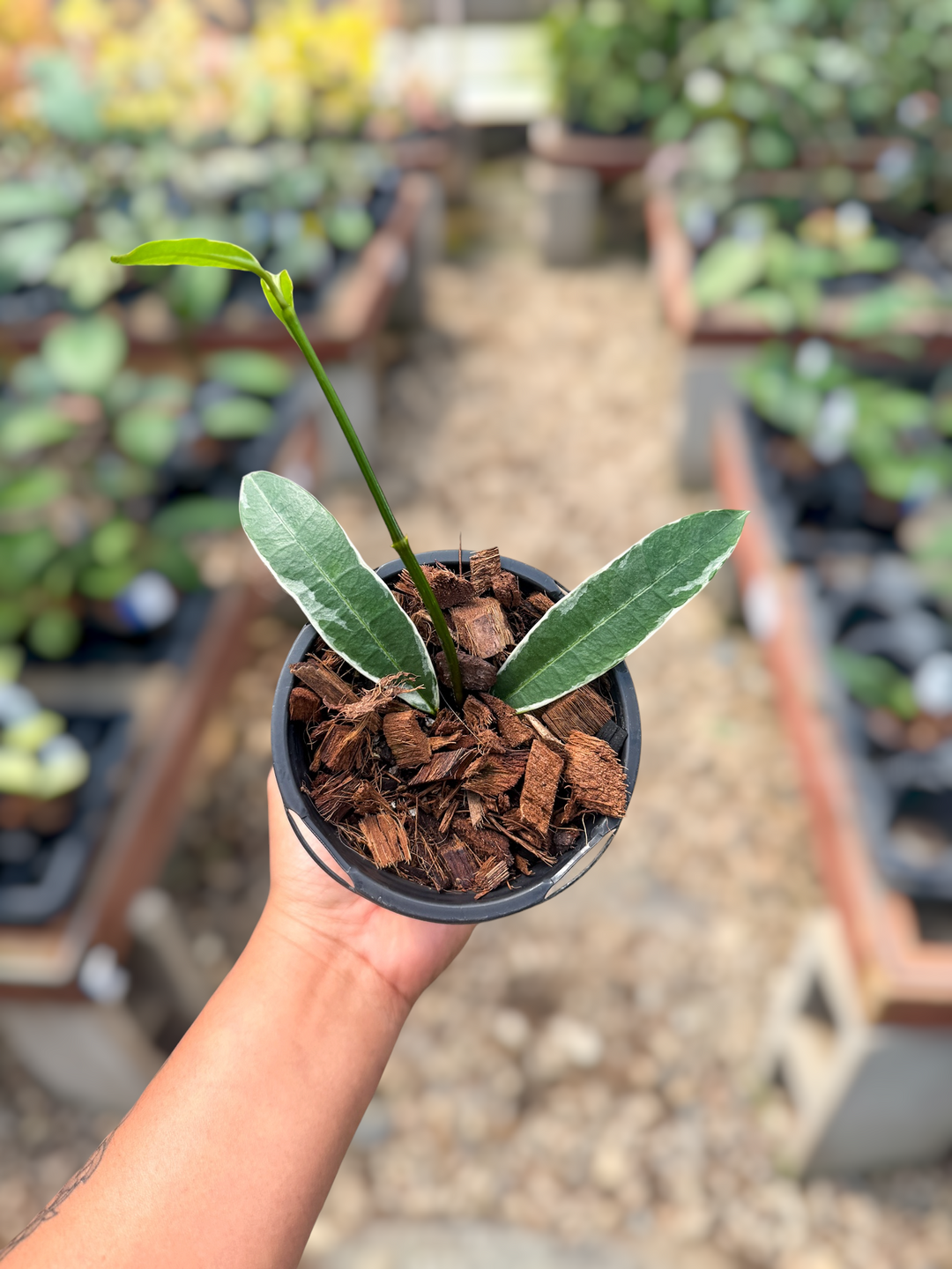 PS0472 - Hoya fusca wall. (outer var.)