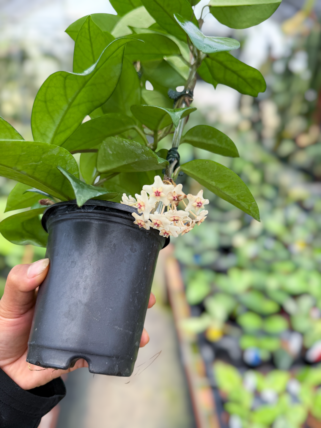 PS0605 - Hoya dasyantha (splash, low splash)