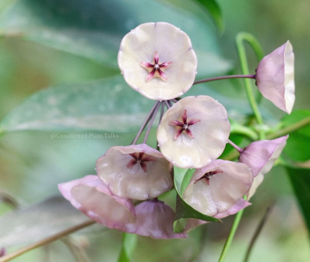 RARE! Hoya campanulata (purple flowers)