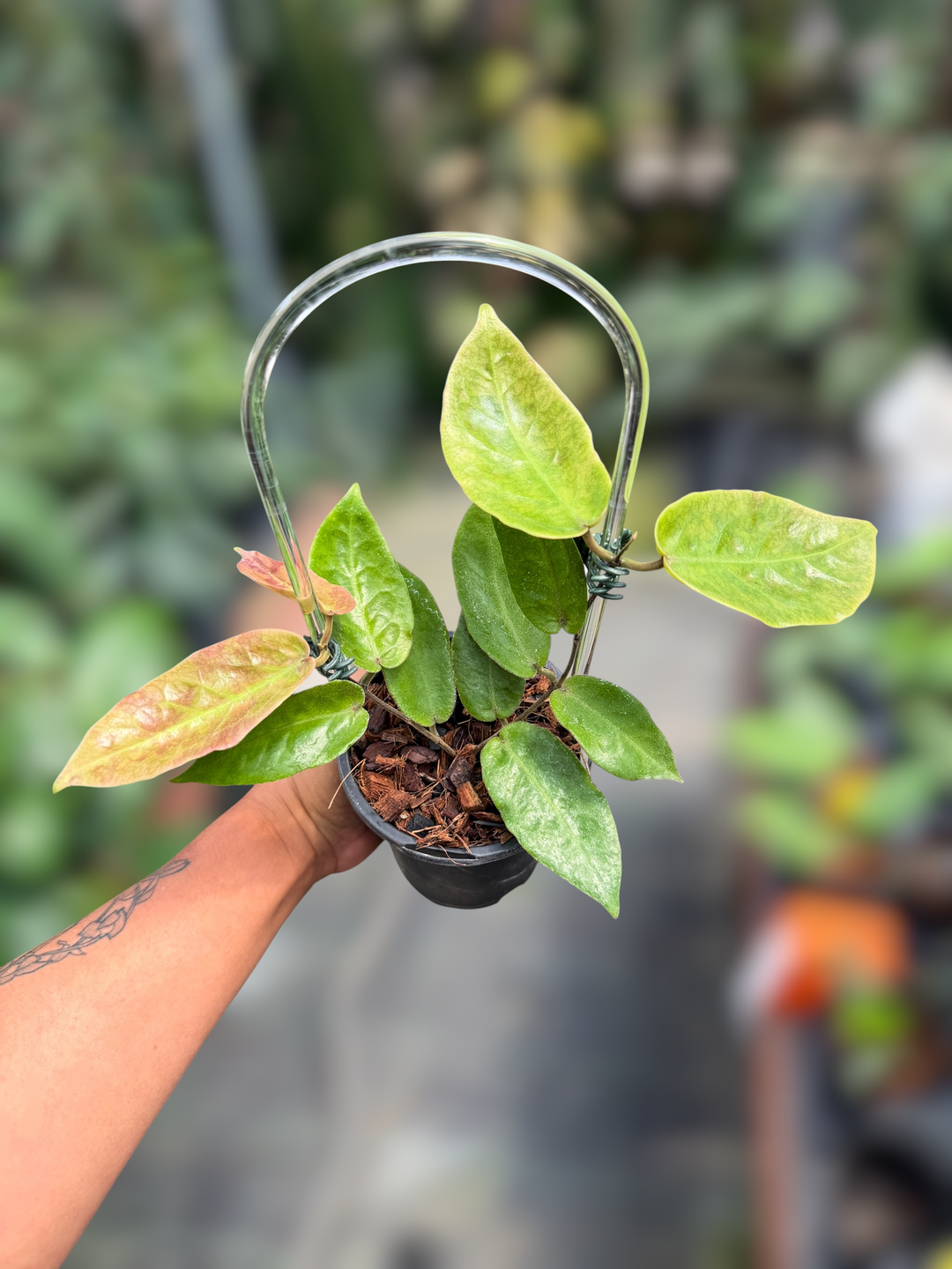 PS0968 - Hoya inflata