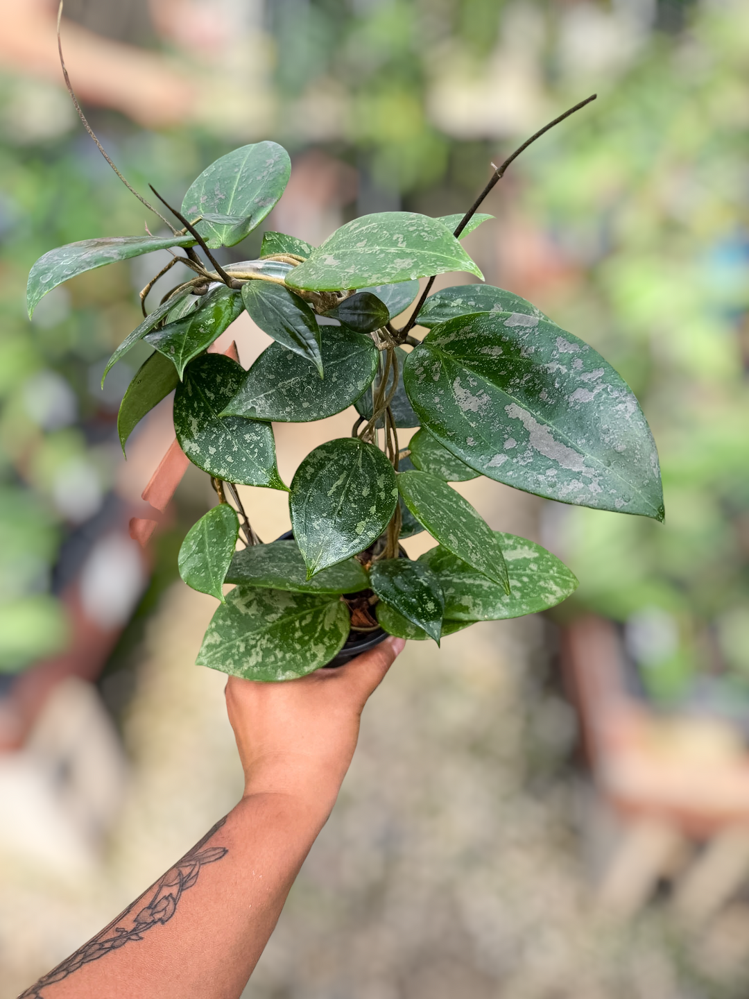 PS0848 - Hoya ‘Pink Curl’ (DMW-001-Q)