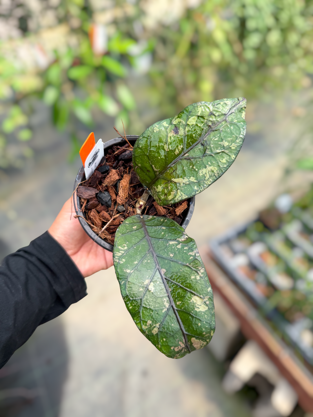 PS0620 - Hoya ‘Mustika’ (Aceh)
