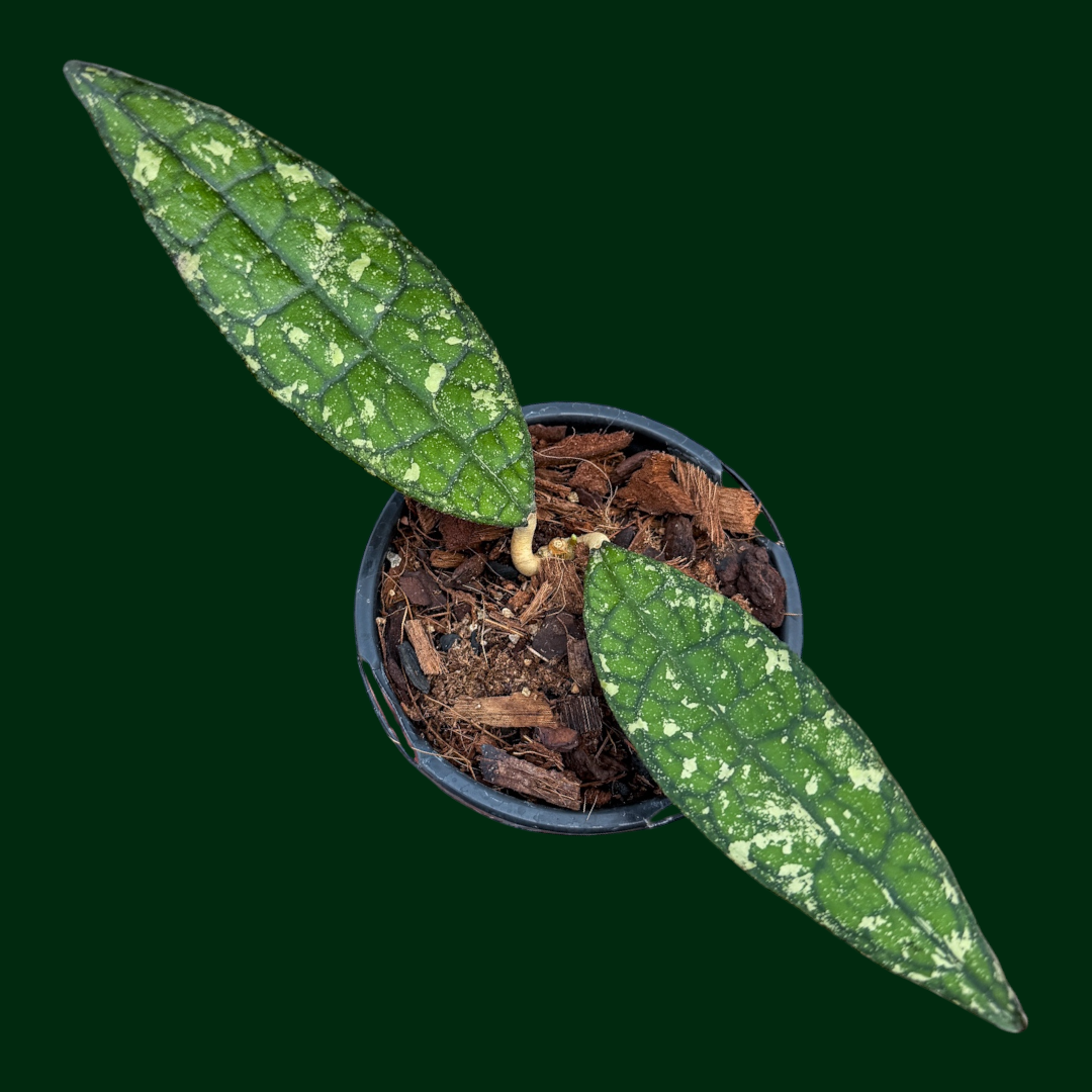 Hoya clemensiorum (N. Sumatra, splash)