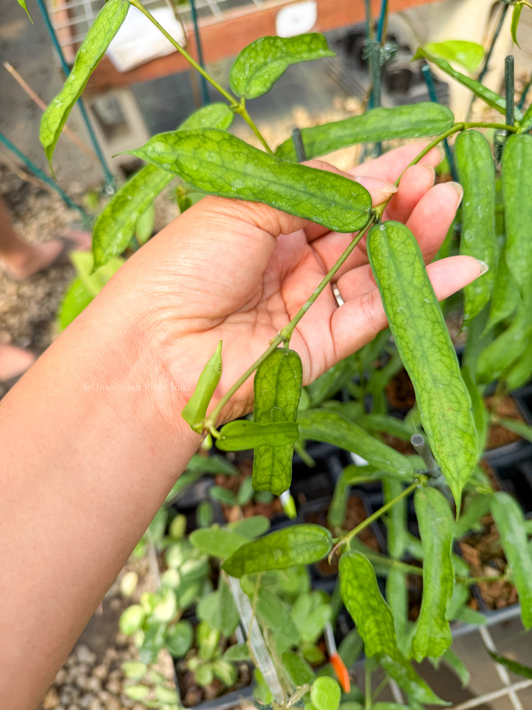 Hoya pandurata (Tsiang)