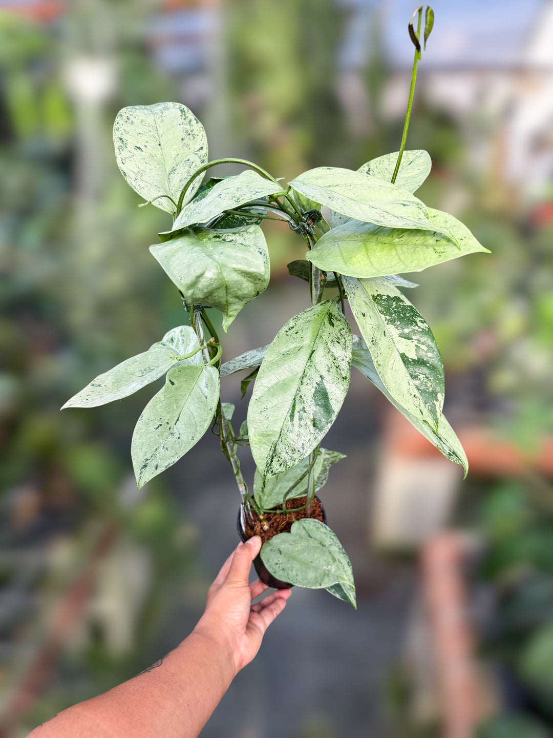PS0974 - Hoya coriacea (silver)