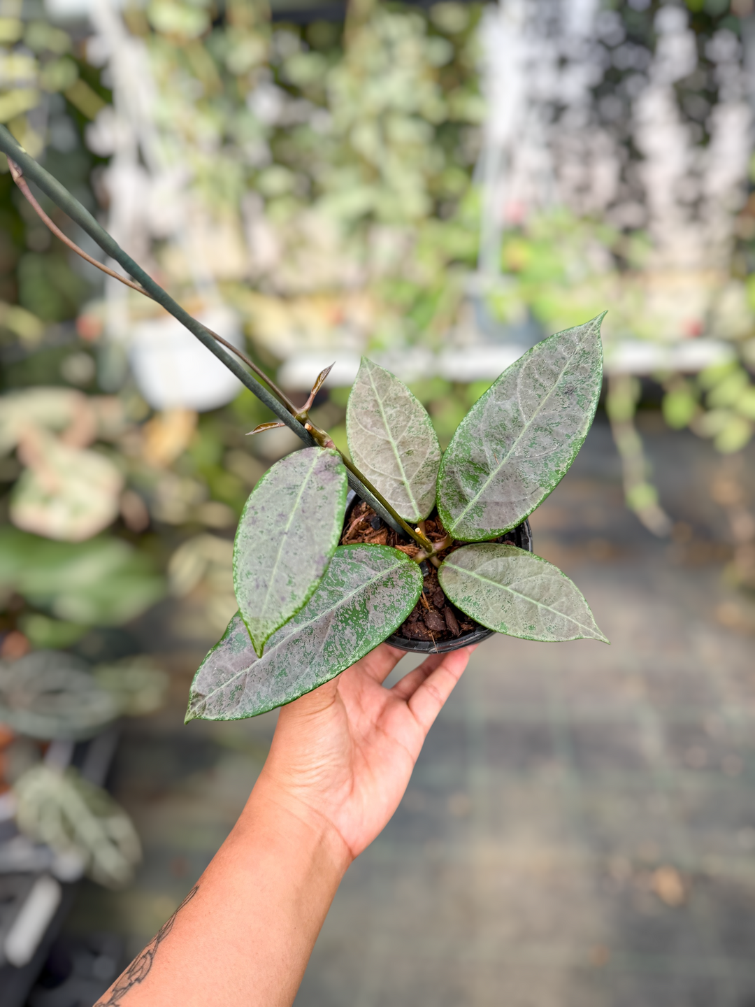 PS0489 - Hoya sp. Lai Chau (Round Leaves, Silver)