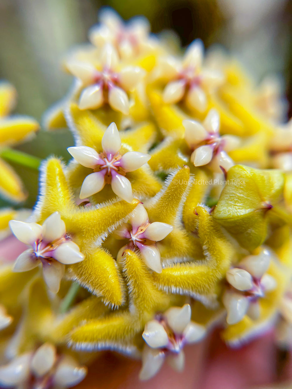 Hoya coriacea (silver)