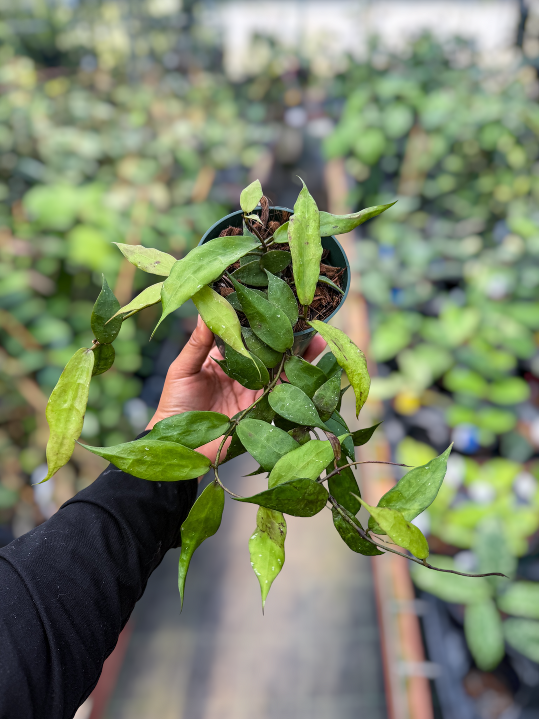 PS0614 - Hoya pusilla (the correct one)