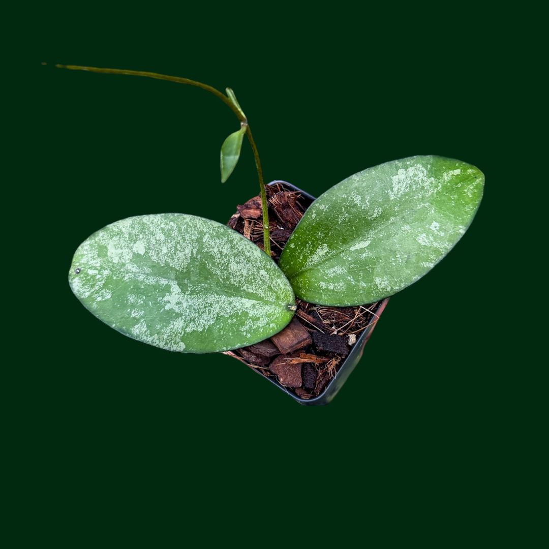 Hoya ‘Marchesa’ (LP021, erythrina x flagellata)