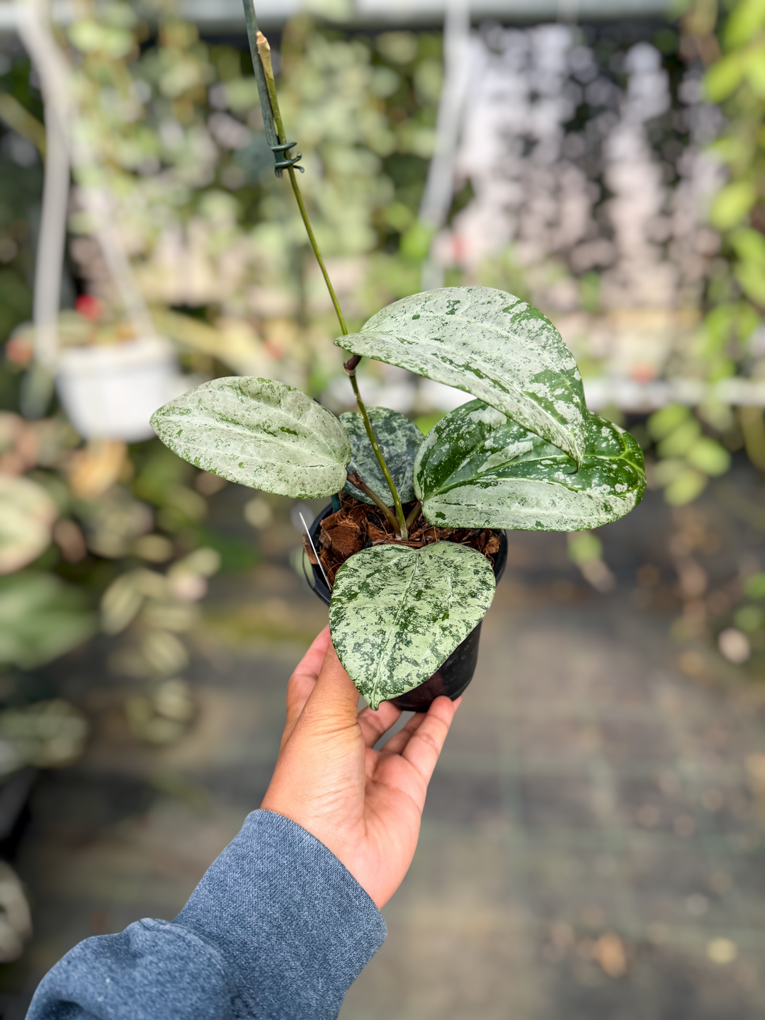 PS0492 - Hoya latifolia (MRH)