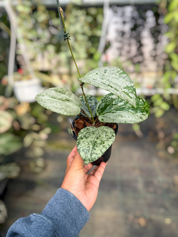 PS0492 - Hoya latifolia (MRH)