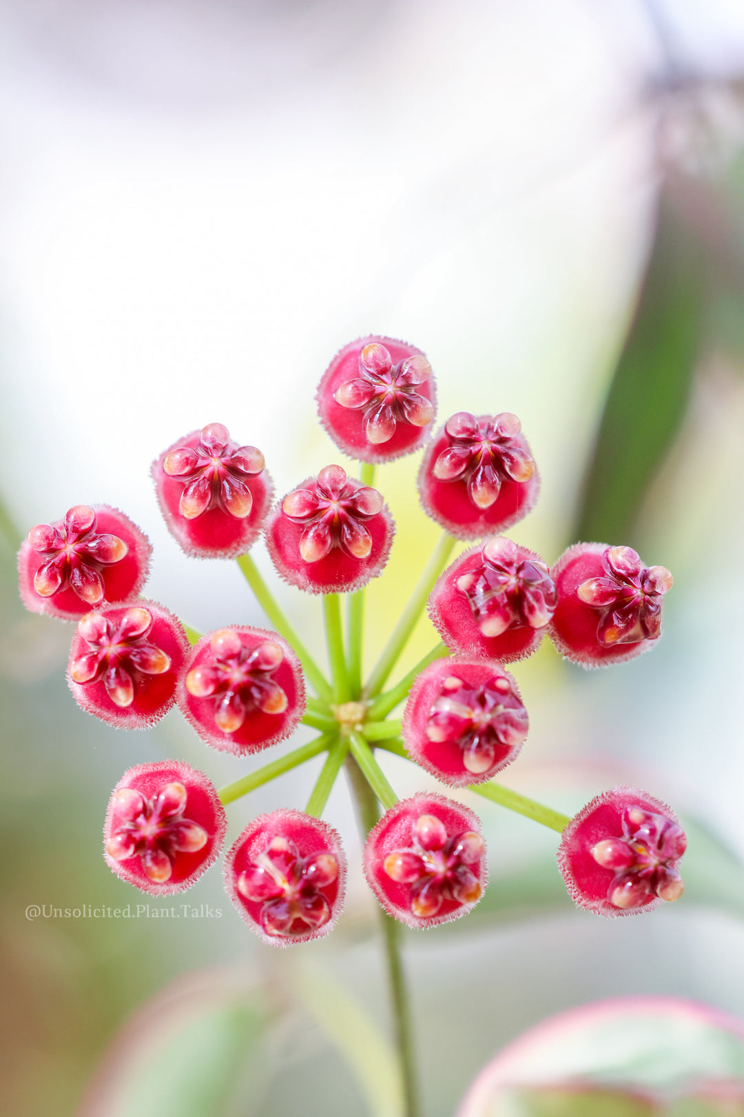 Hoya wayetii 'Lori Lyn'