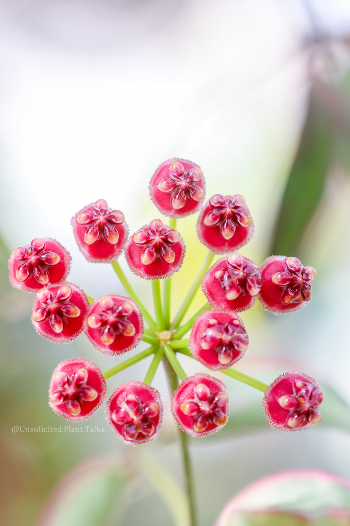 Hoya wayetii &