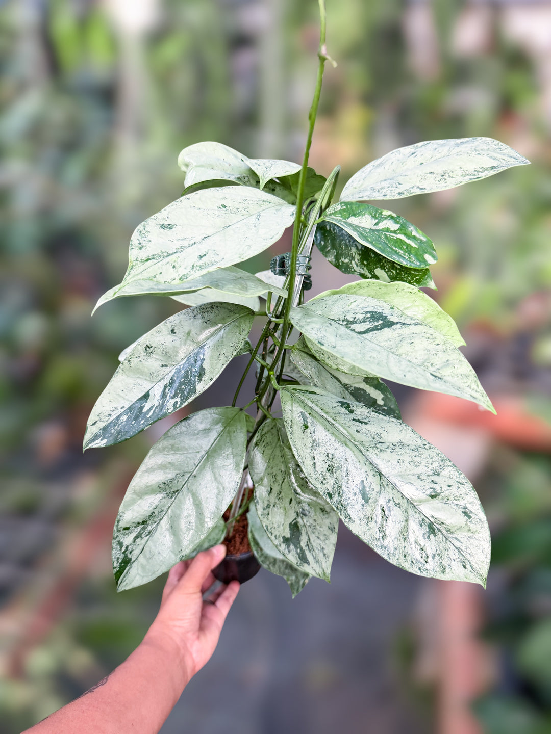 PS0974 - Hoya coriacea (silver)