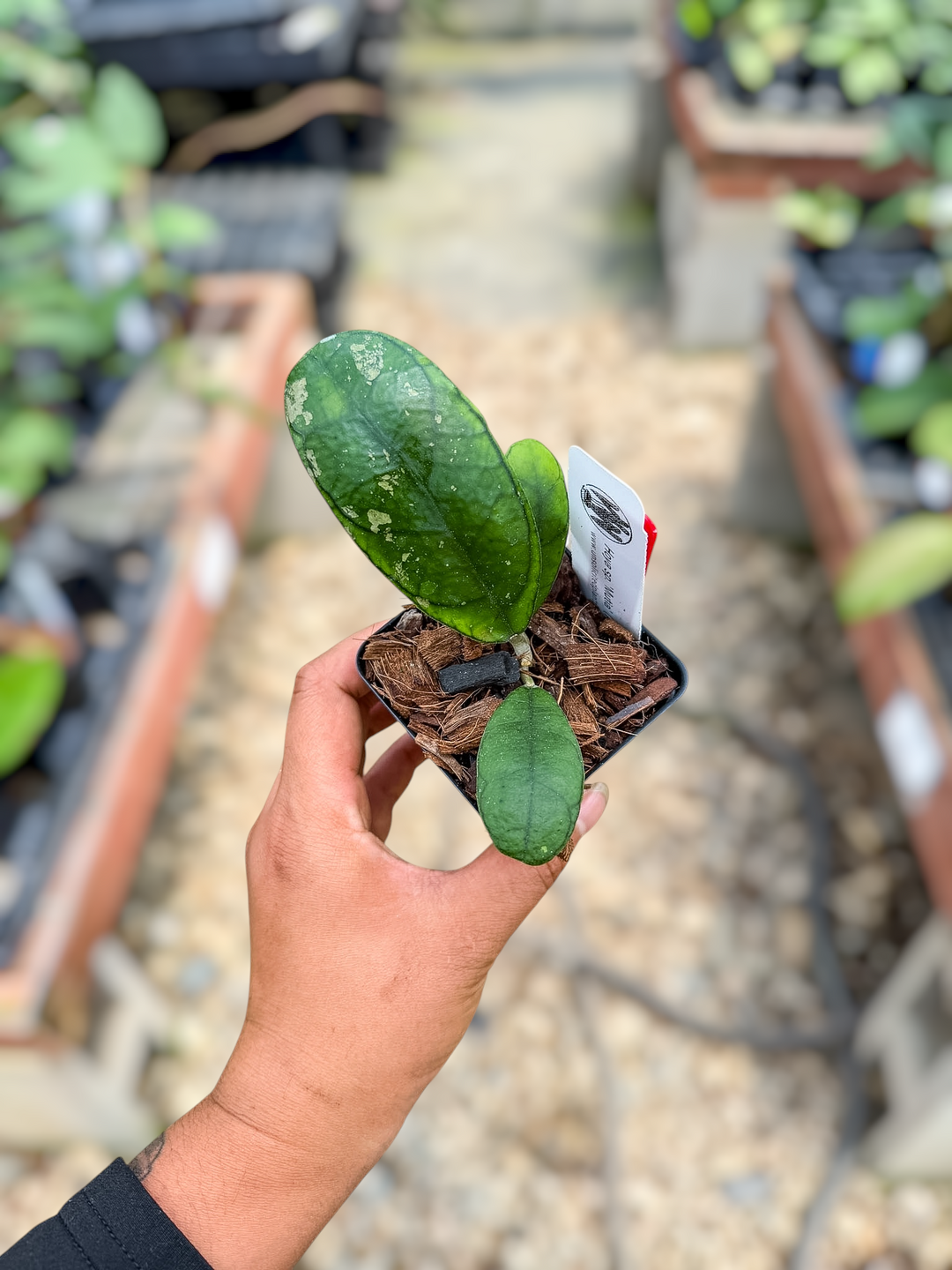 PS0603 - Hoya sp. ‘Mutia’ (Aceh)