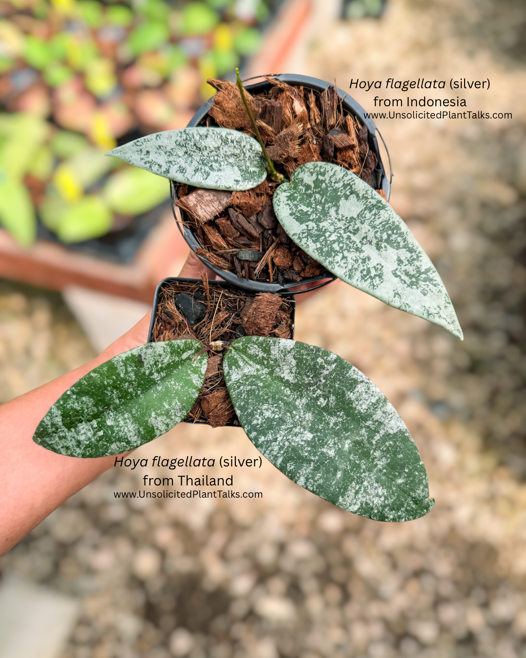 Hoya flagellata (silver, Indonesia)