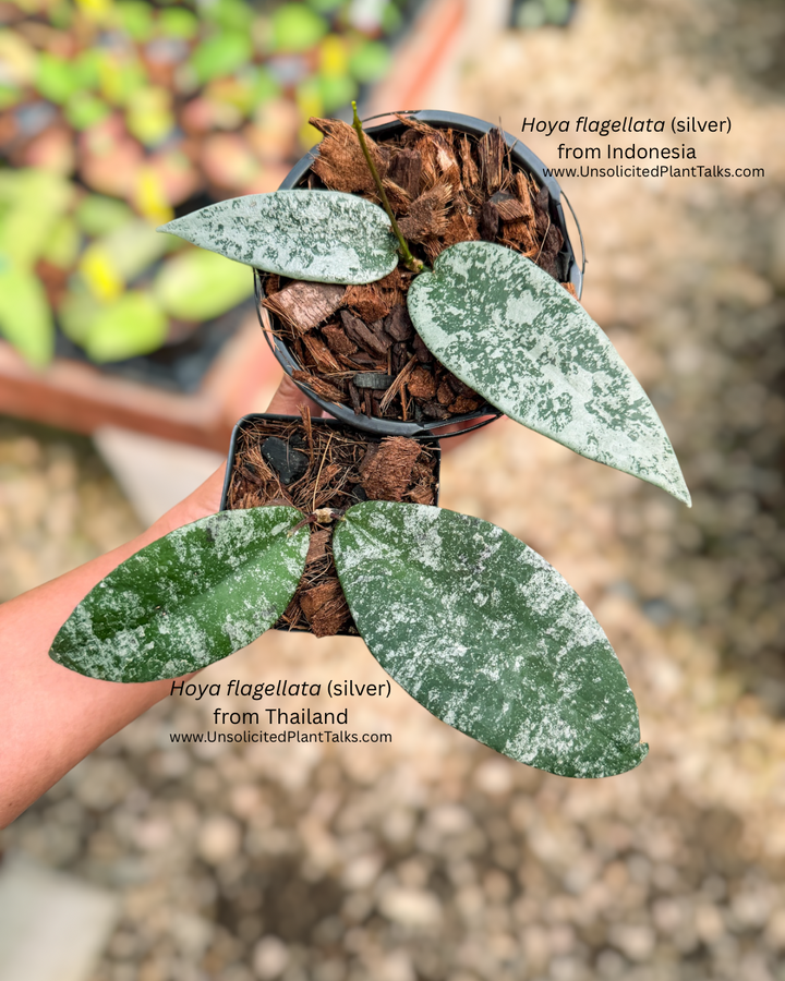 Hoya flagellata (silver, Indonesia)