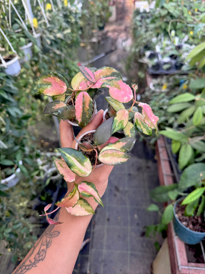 Hoya caudata (variegated)