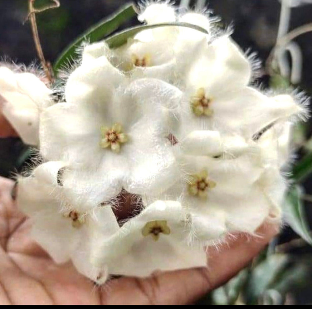 Hoya paradisea (IM04)