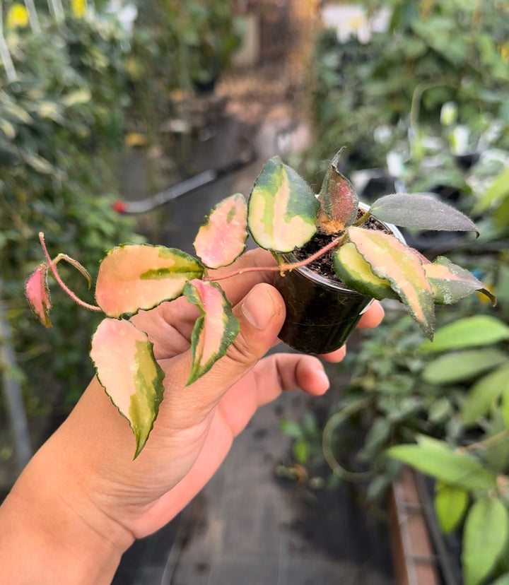 Hoya caudata (variegated)