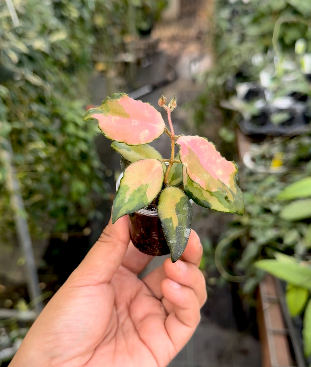 Hoya caudata (variegated)