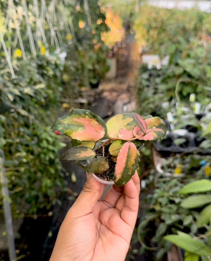 Hoya caudata (variegated)