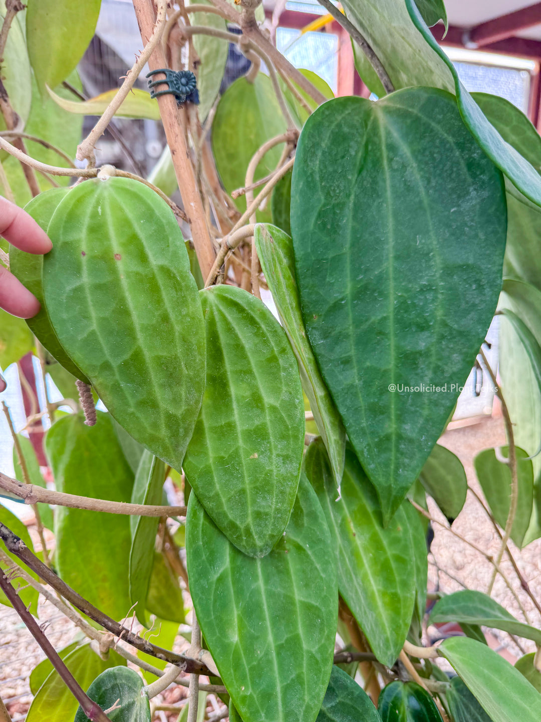 1 NODE CUTTING - Hoya latifolia (Mt. Rimau)