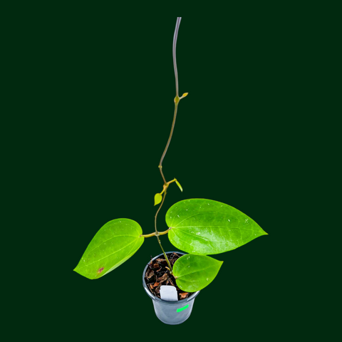 Hoya glabra (Indonesia) – Unsolicited Plant Talks