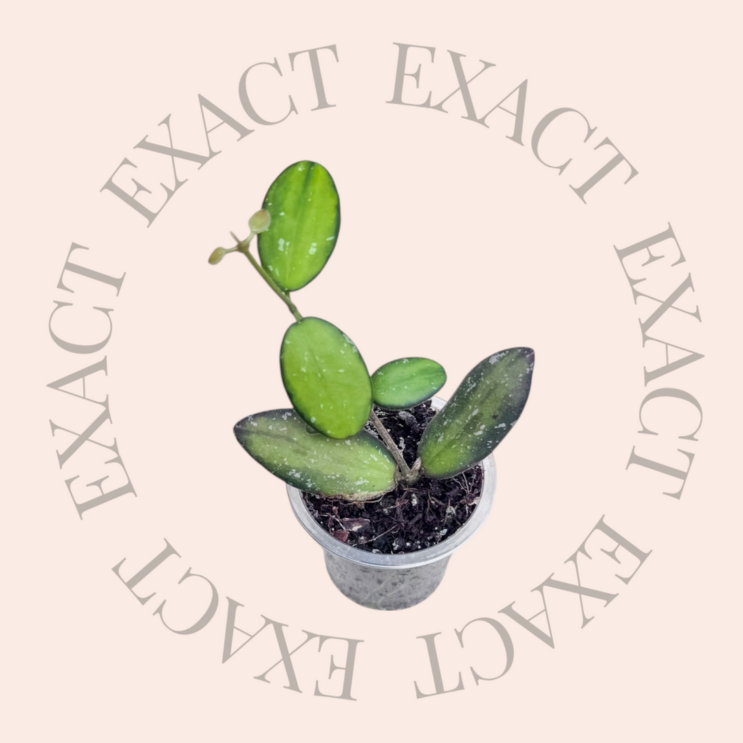 Hoya sp. VL9 (variegated)