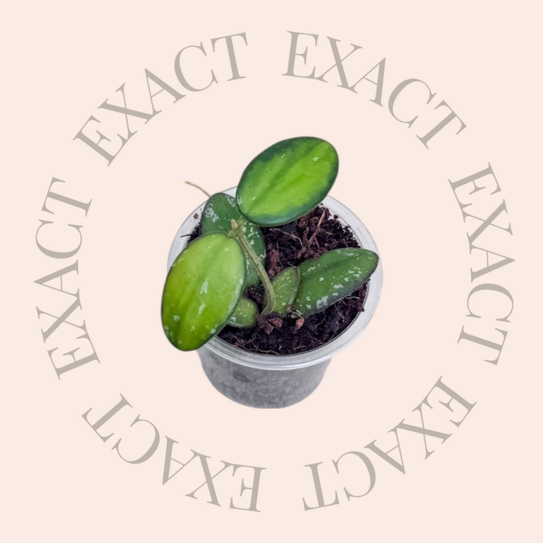 Hoya sp. VL9 (variegated)